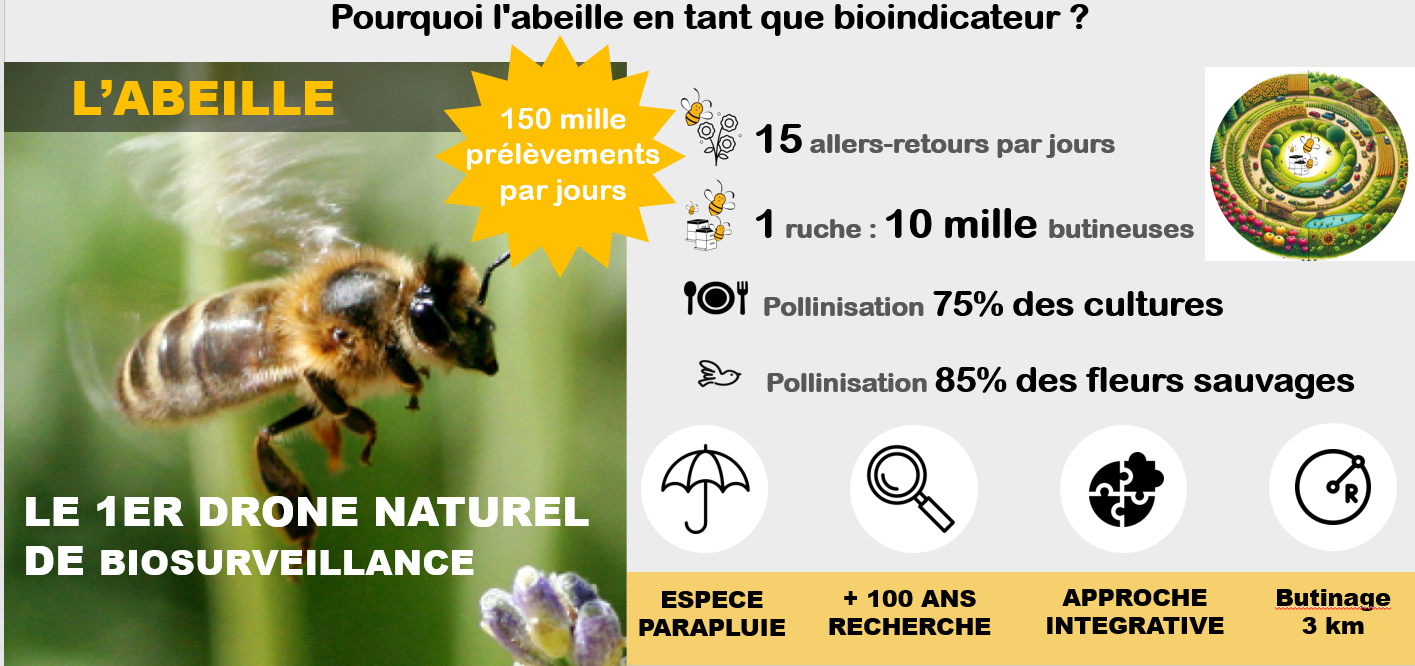 Abeille drone naturel