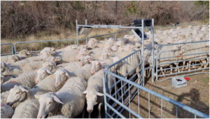 Oviflash RFID UHF